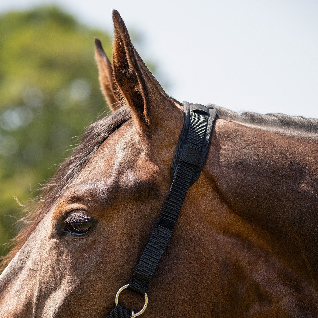 Grazing Muzzle Fur Lined - Nags Essentials