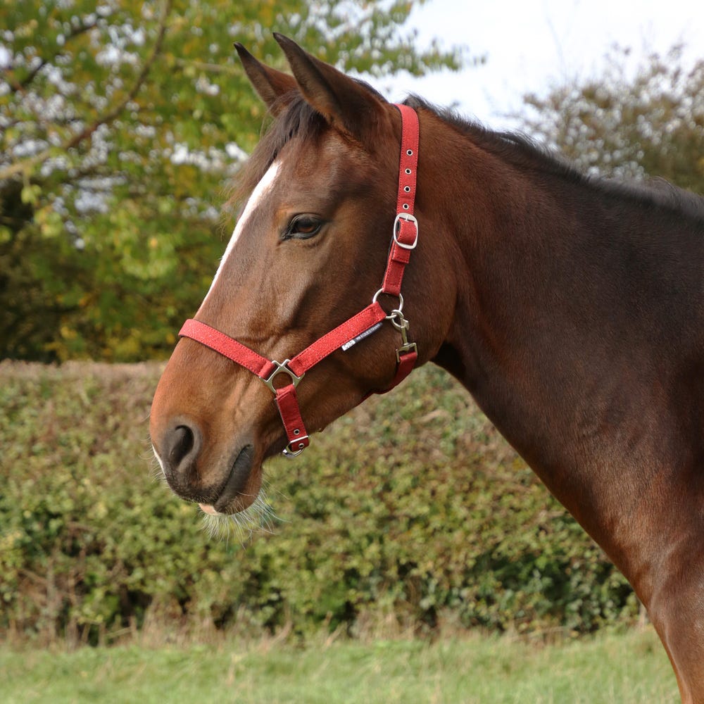 Hy Equestrian Glitzy Headcollar - Nags Essentials