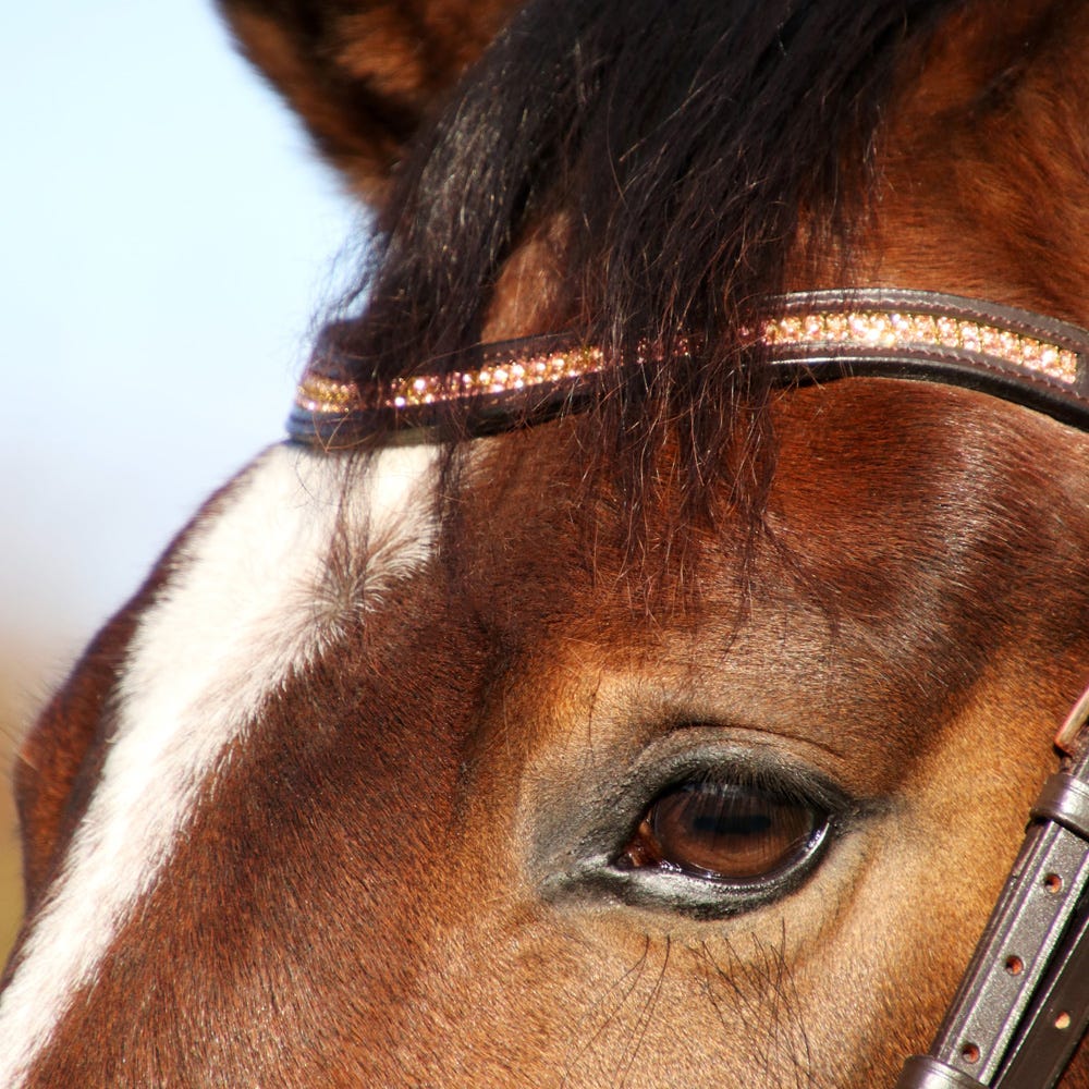 Hy Equestrian Rosciano Rose Gold Brow Band - Nags Essentials
