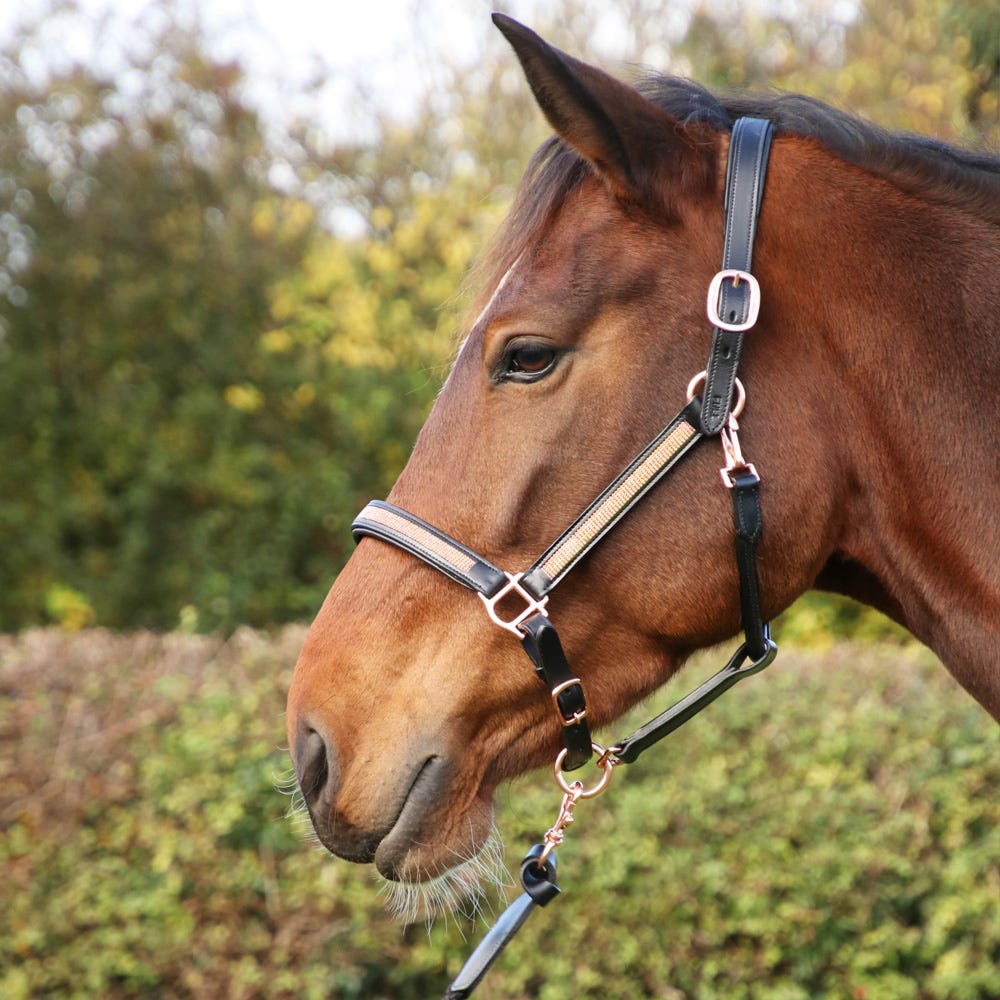 Hy Equestrian Rosciano Rose Gold Head Collar - Nags Essentials