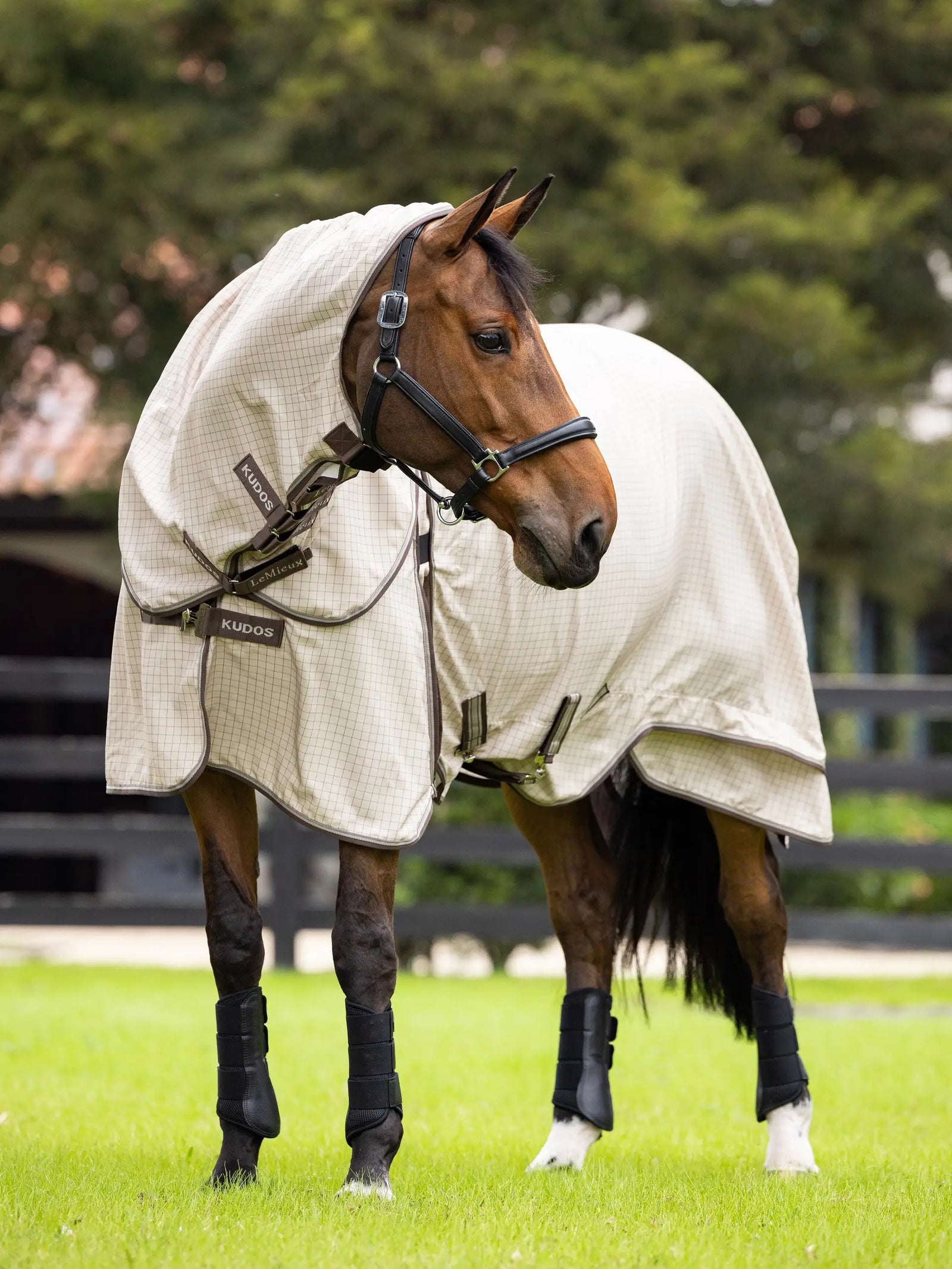 LeMieux Kudos Field Rug - Stone