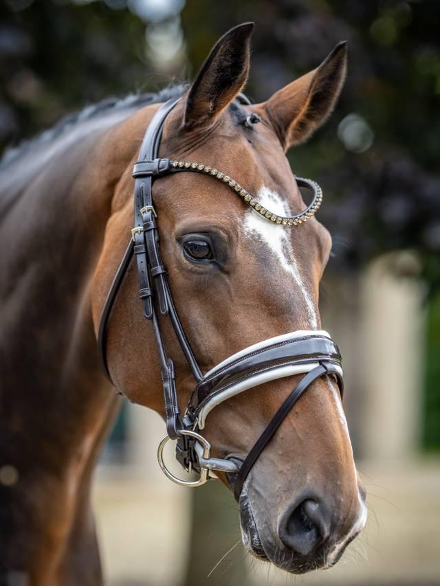 Lemieux Kudos Patent Rolled Dressage Bridle