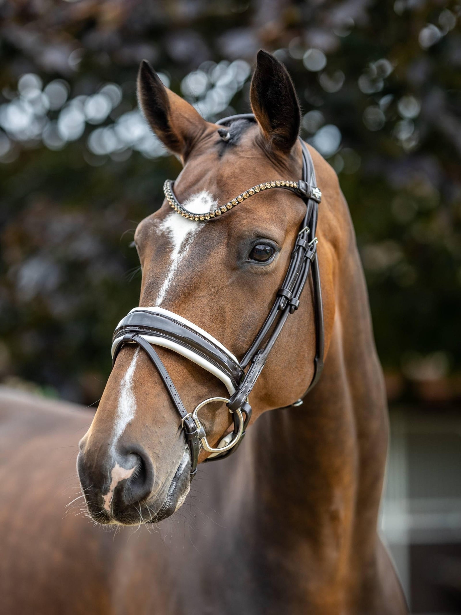 Lemieux Kudos Patent Rolled Dressage Bridle