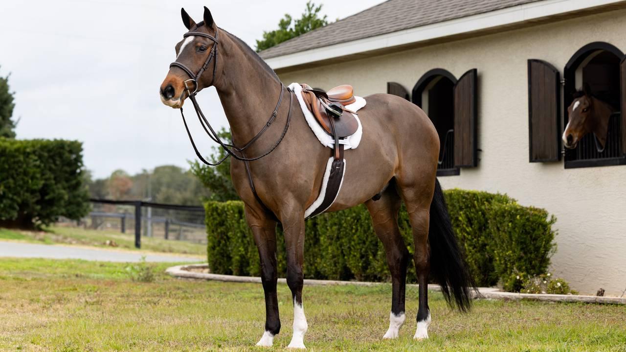 LeMieux Merino+ Hunter Saddle Pad