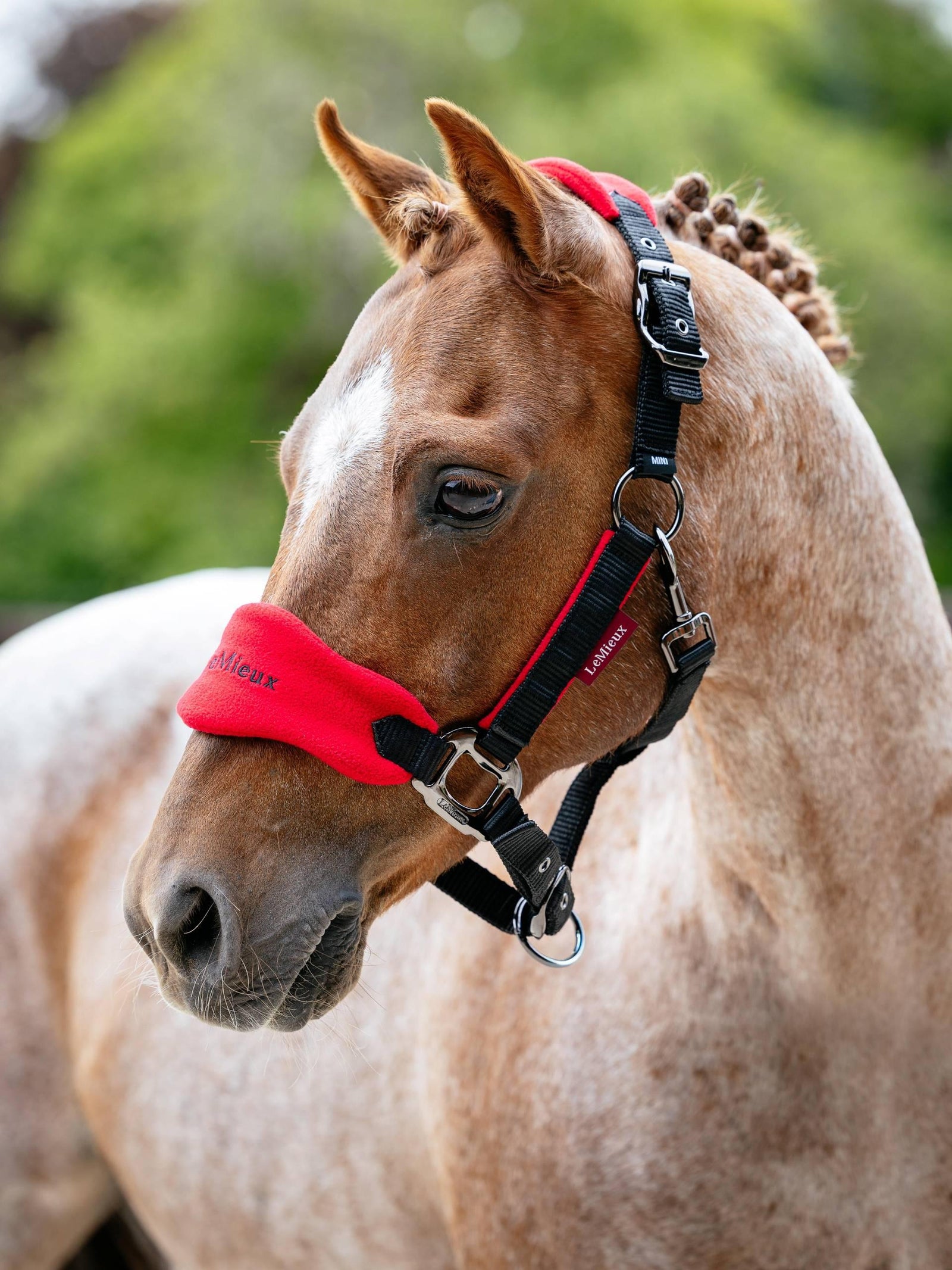 Lemieux Mini Vogue Headcollar & Leadrope