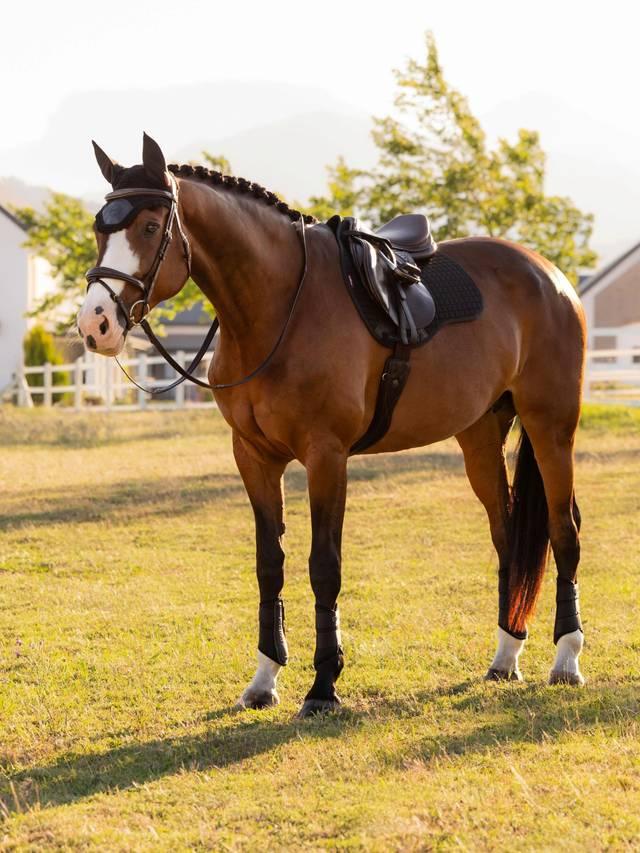 LeMieux Cotton GP Square