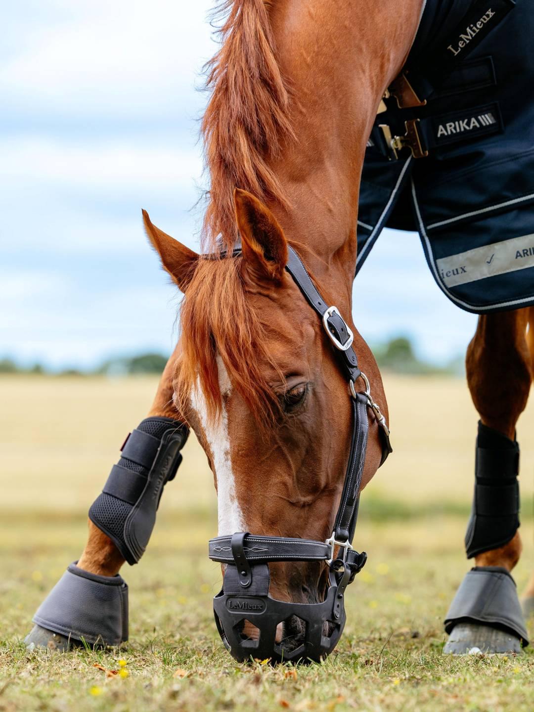 LeMieux Noma Grazing Muzzle