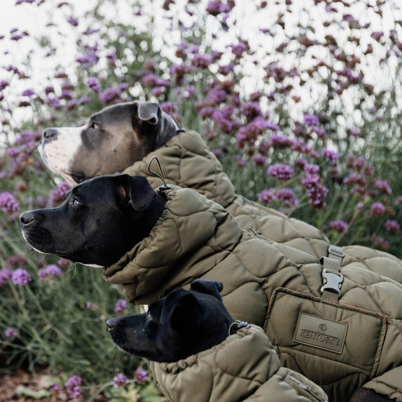 Kentucky Dog Coat Pina - Nags Essentials