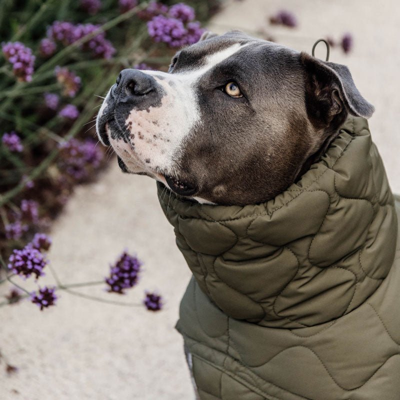 Kentucky Dog Coat Pina - Nags Essentials