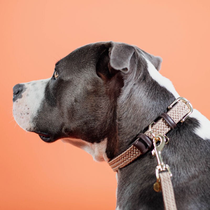 Kentucky Plaited Nylon Dog Collar - Nags Essentials