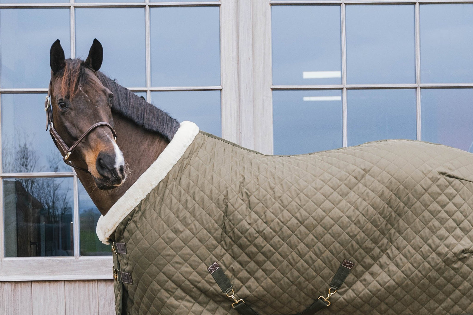 Kentucky Show Rug - Nags Essentials