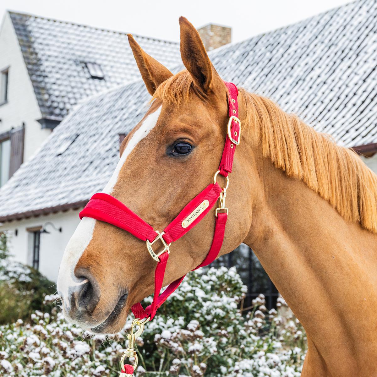 Kentucky Velvet Head Collar - Nags Essentials