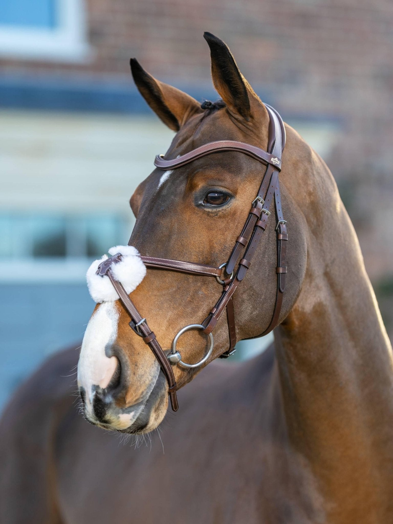 Lemieux Arika Grackle Bridle - Nags Essentials