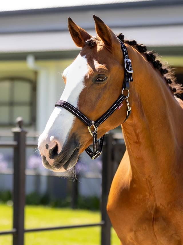 LeMieux Essential Yard Headcollar - Nags Essentials
