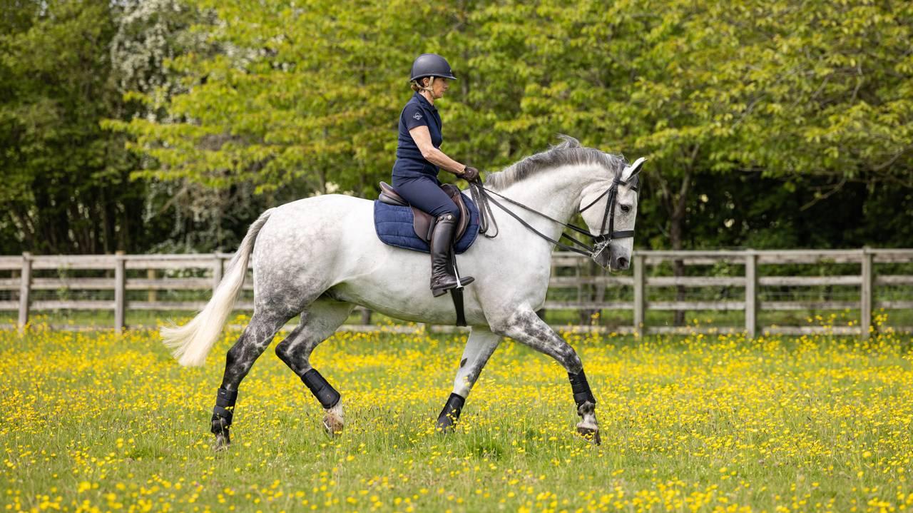 LeMieux GP Work Pad - Nags Essentials