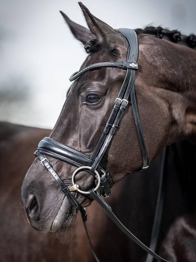 Lemieux Kudos Classic Dressage Bridle - Nags Essentials