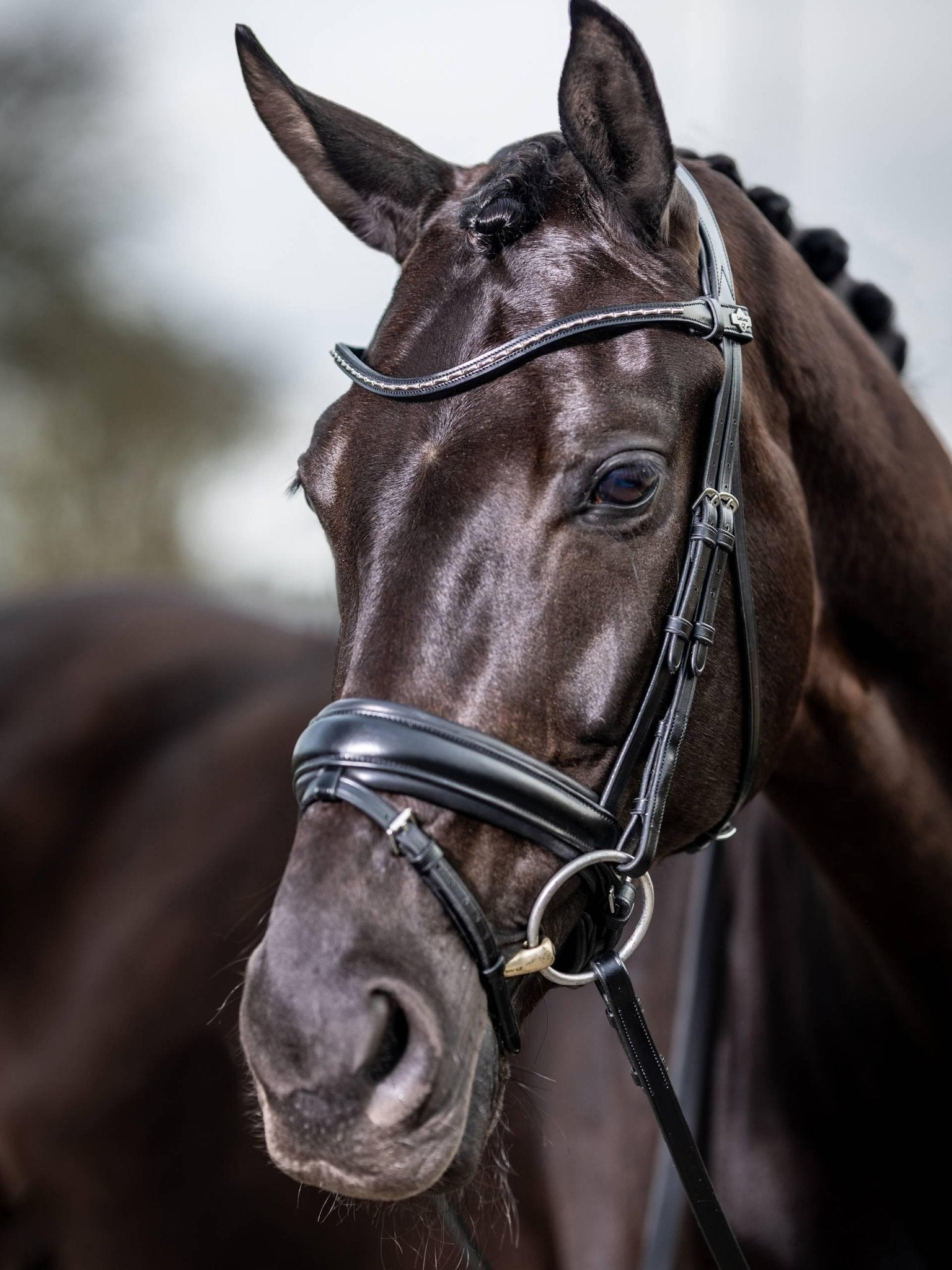 Lemieux Kudos Classic Dressage Bridle - Nags Essentials