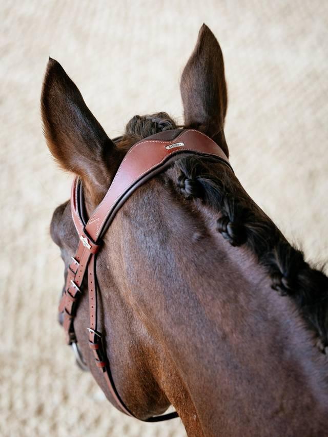 Lemieux Kudos Grackle Bridle - Nags Essentials