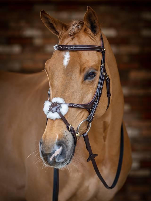 Lemieux Kudos Grackle Bridle - Nags Essentials