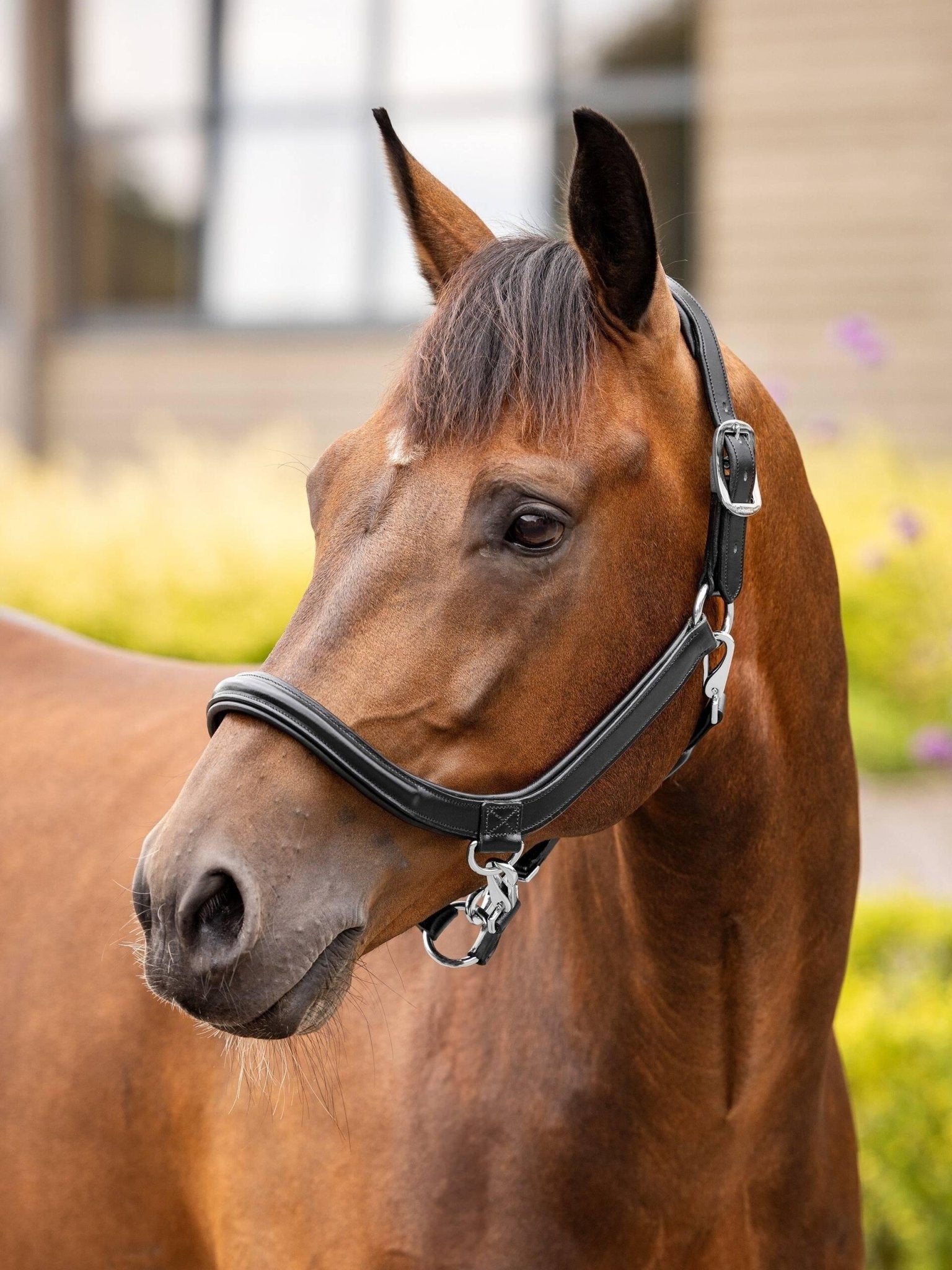 LeMieux Leather Grooming Headcollar - Nags Essentials