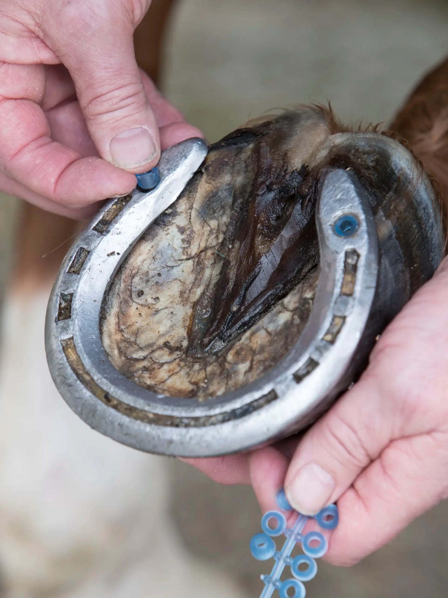 LeMieux Stud Plugz - Nags Essentials