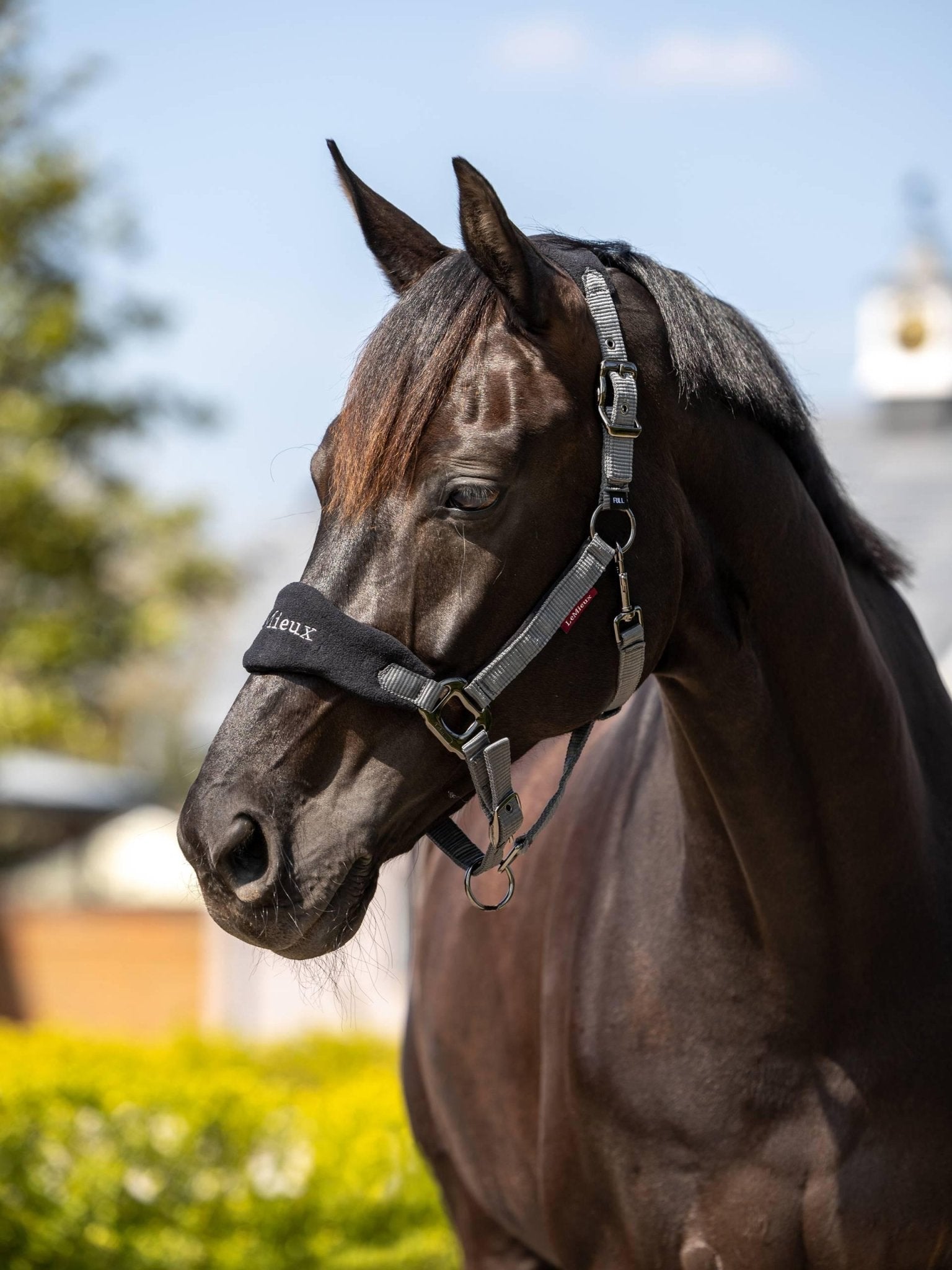 LeMieux Vogue Headcollar & Leadrope - Nags Essentials