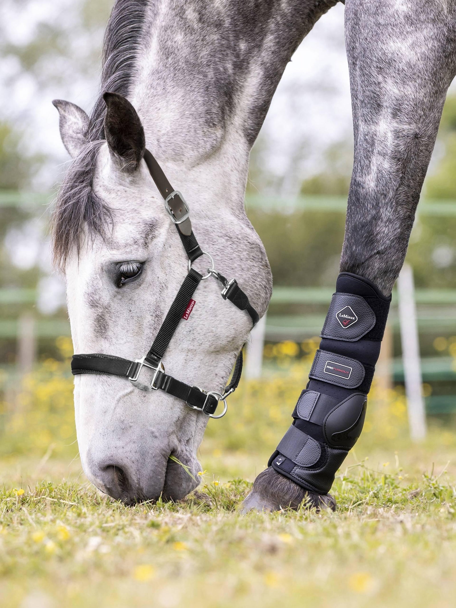 LeMieux Break Away Headcollar