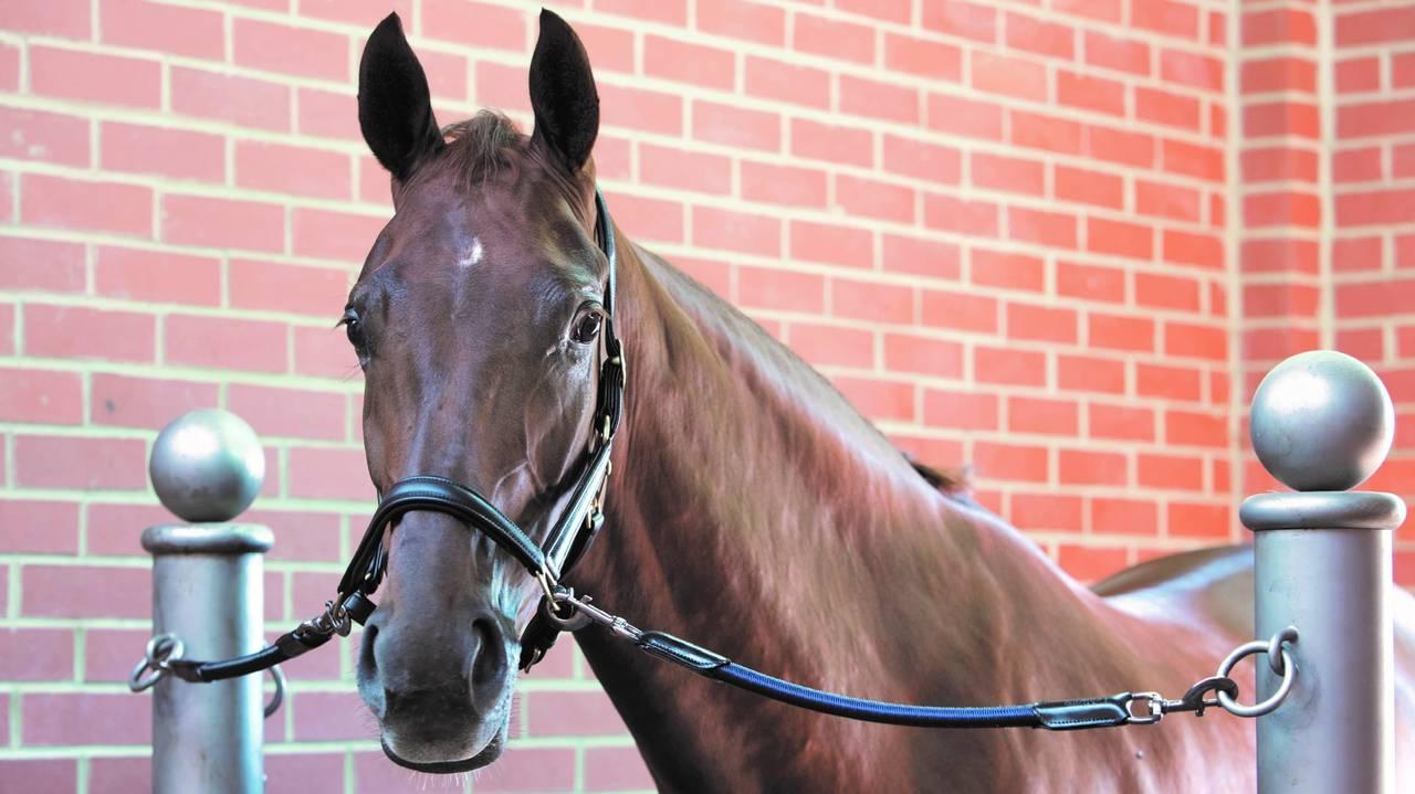 LeMieux Bungee Tie Up