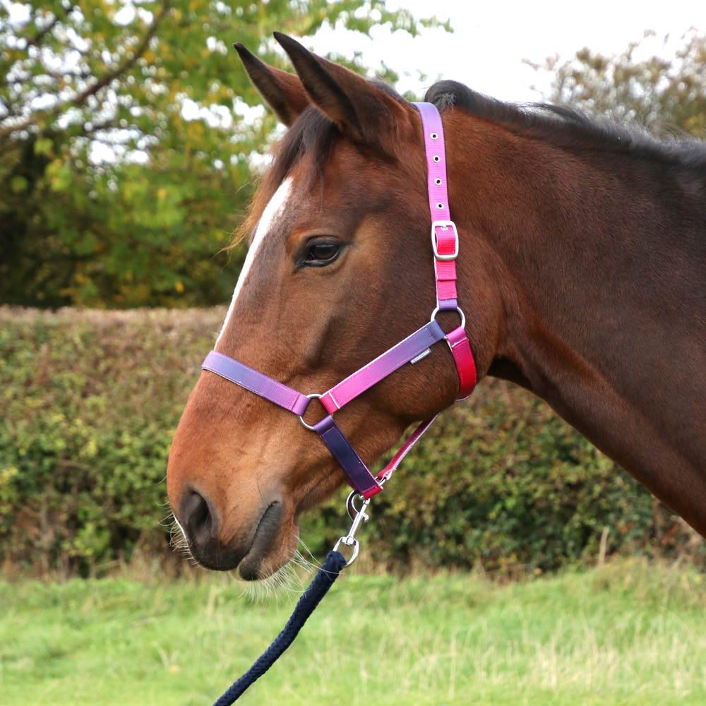 Ombre Head Collar & Lead Rope - Nags Essentials