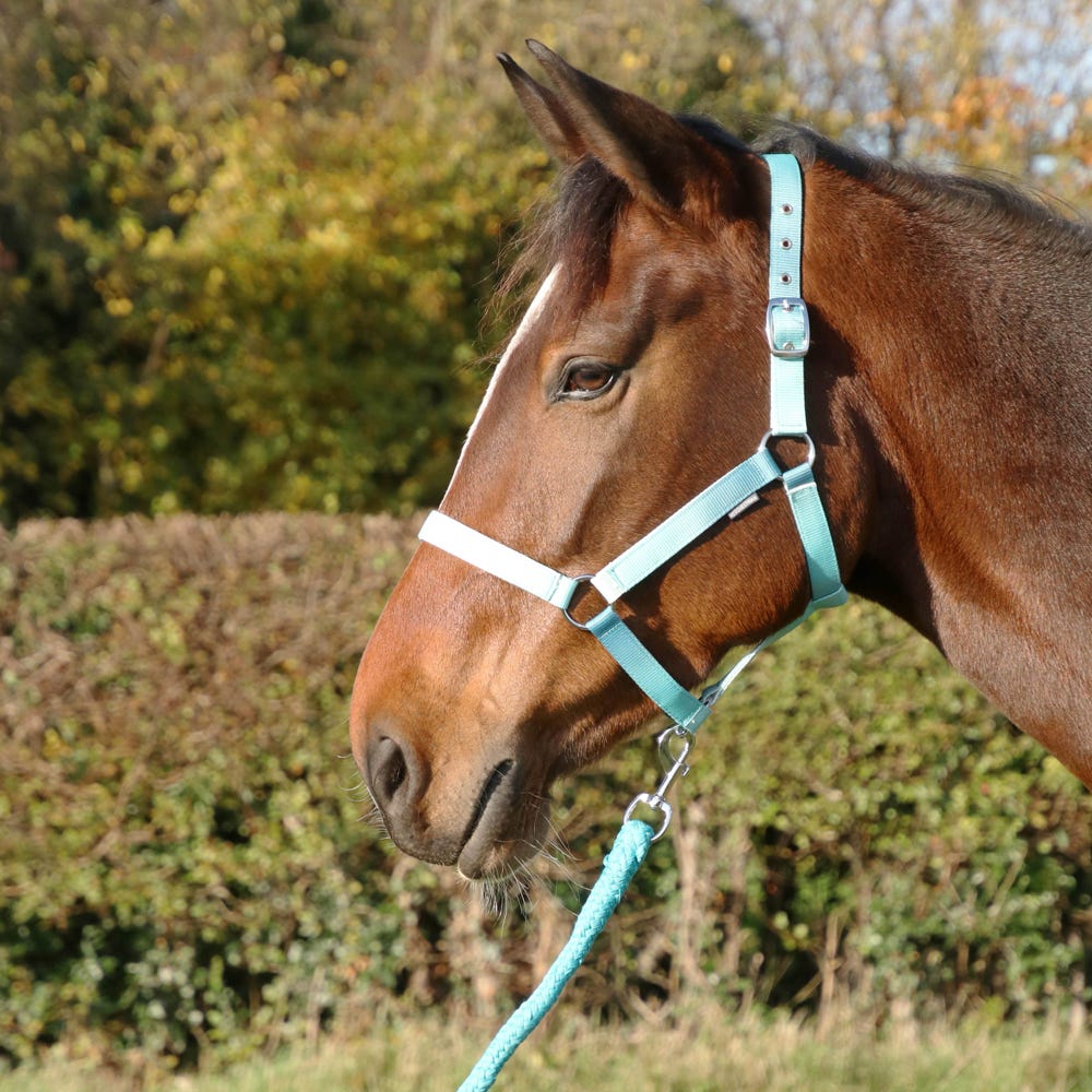 Ombre Head Collar & Lead Rope - Nags Essentials