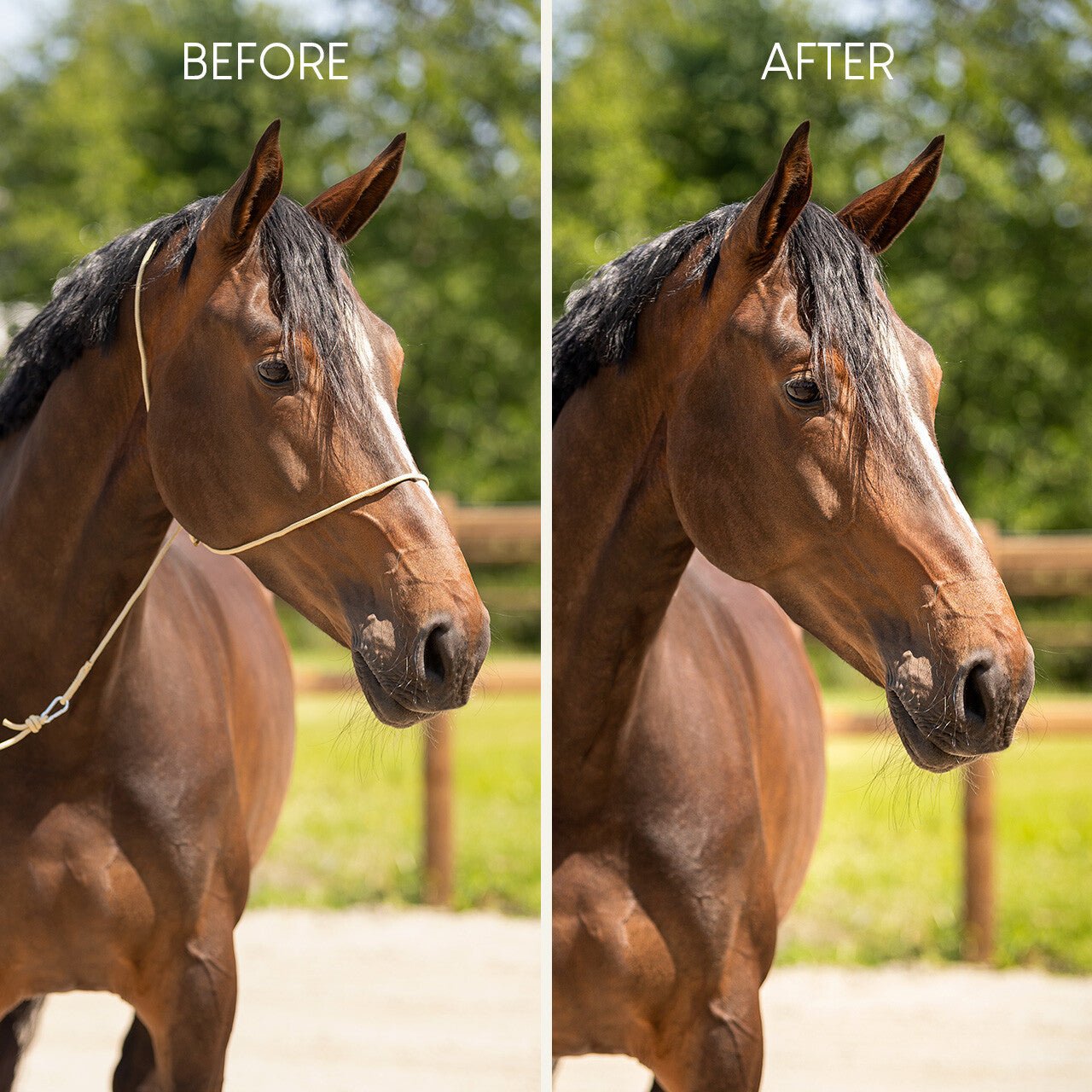 Photography halter - Nags Essentials