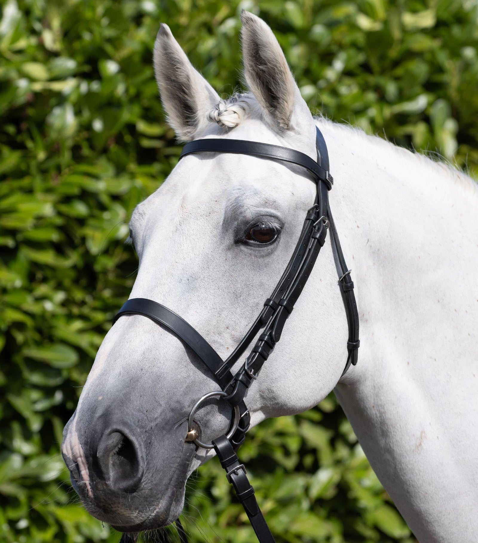 Premier Equine Exercise / Racing Bridle with Plain Caveson Noseband - Nags Essentials