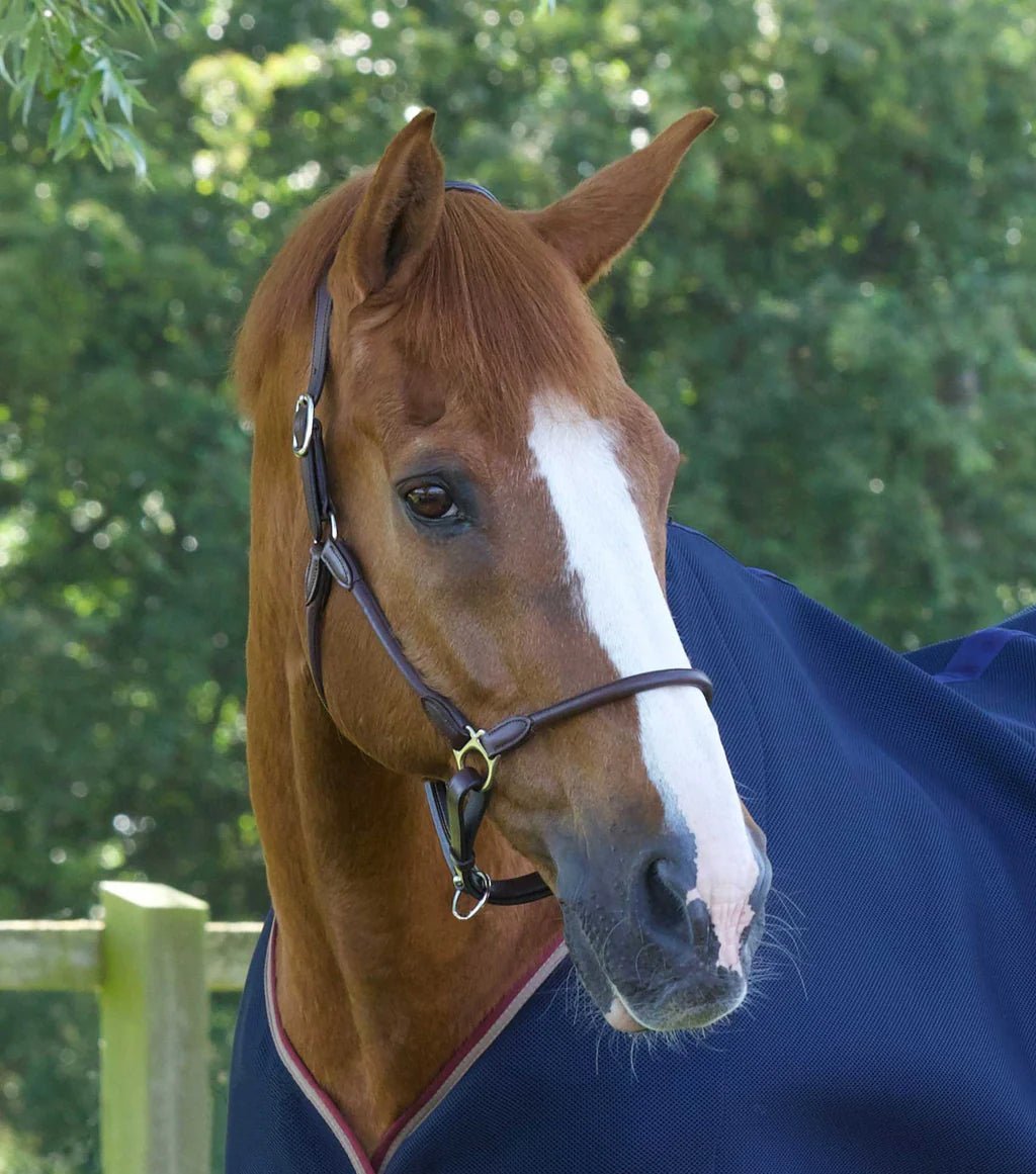 Premier Equine Hennaroso Rolled Anatomic Leather Head Collar - Nags Essentials