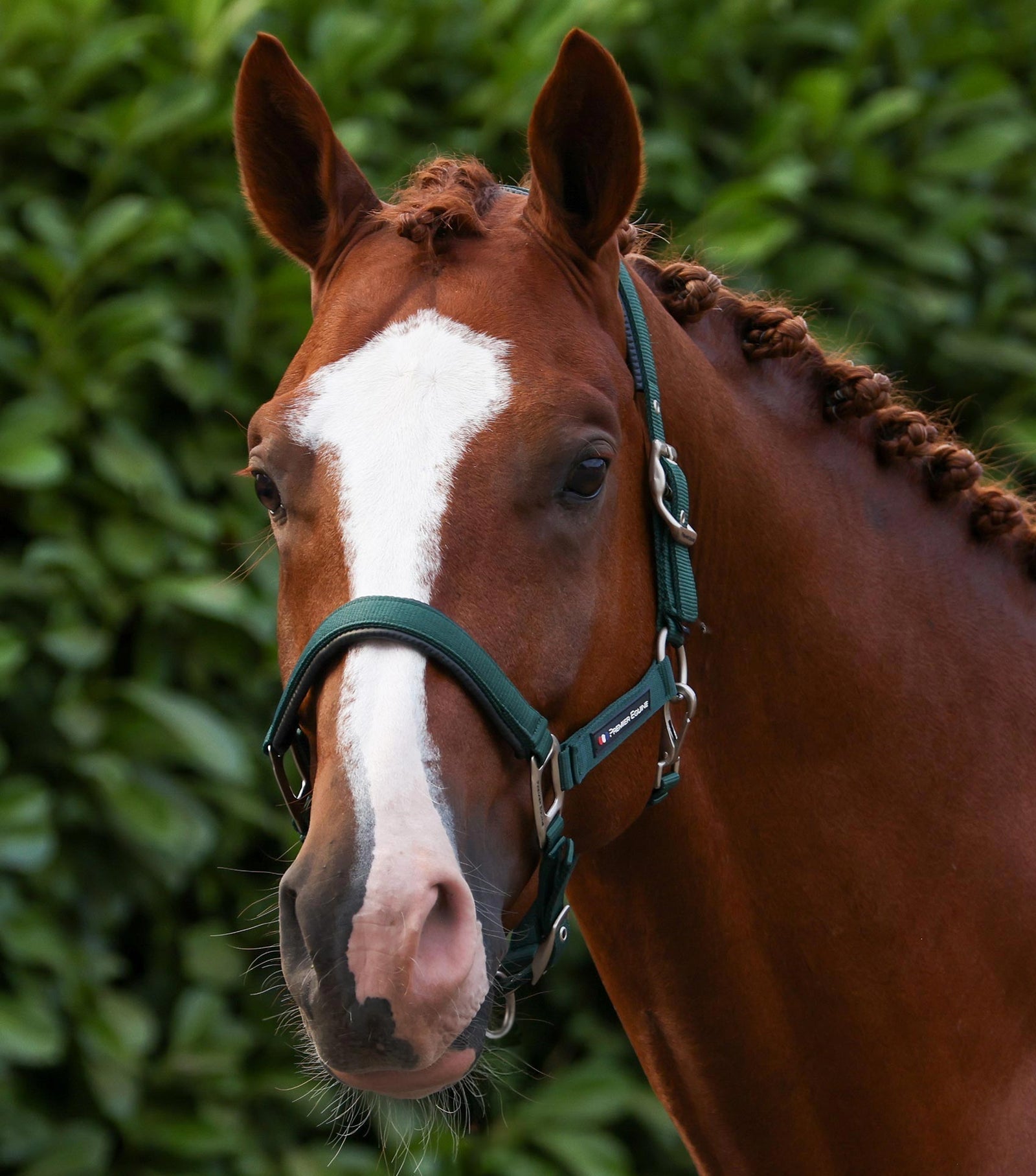 Premier Equine Plain Padded Head Collar with Lead Rope - Nags Essentials