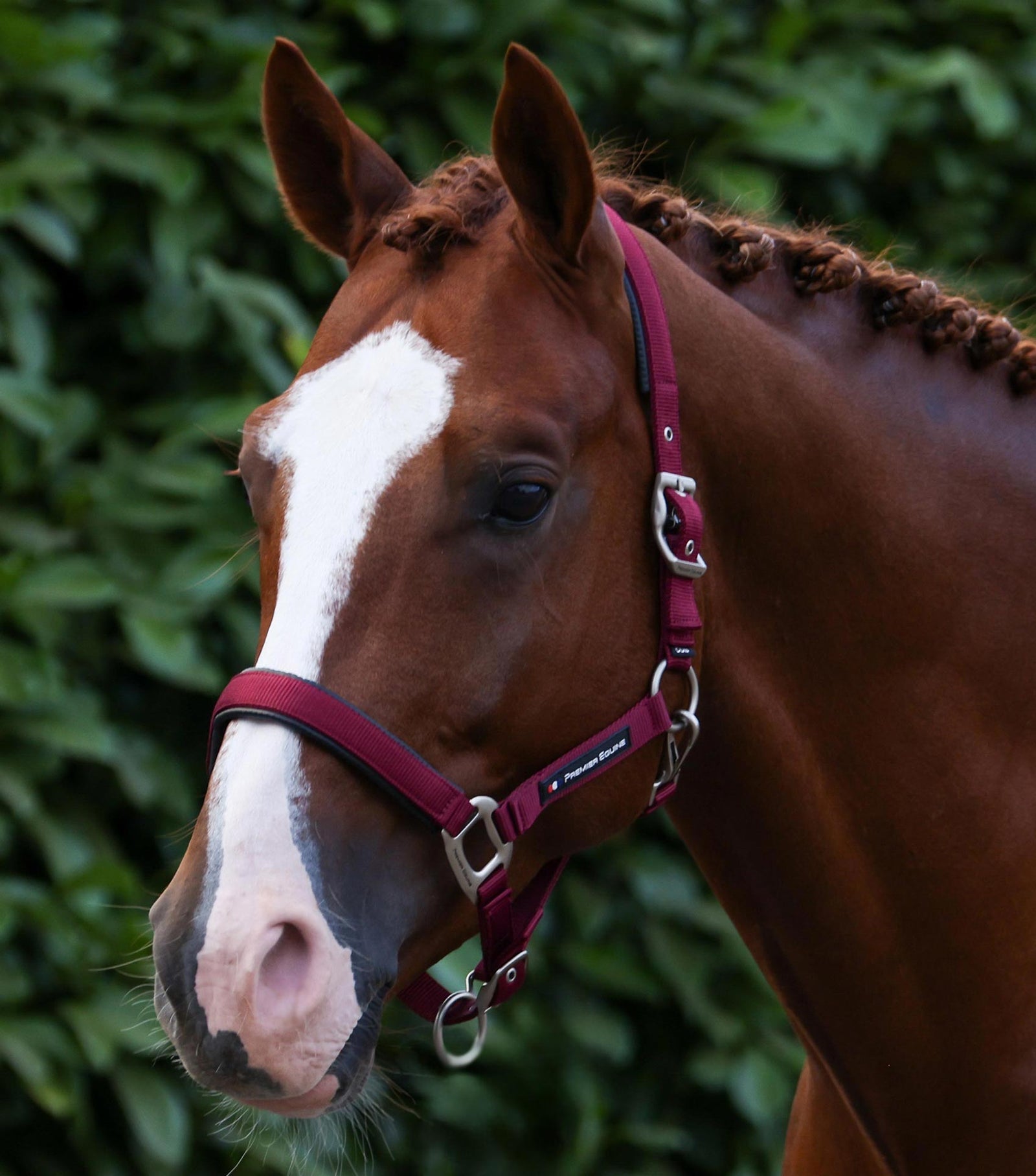 Premier Equine Plain Padded Head Collar with Lead Rope - Nags Essentials