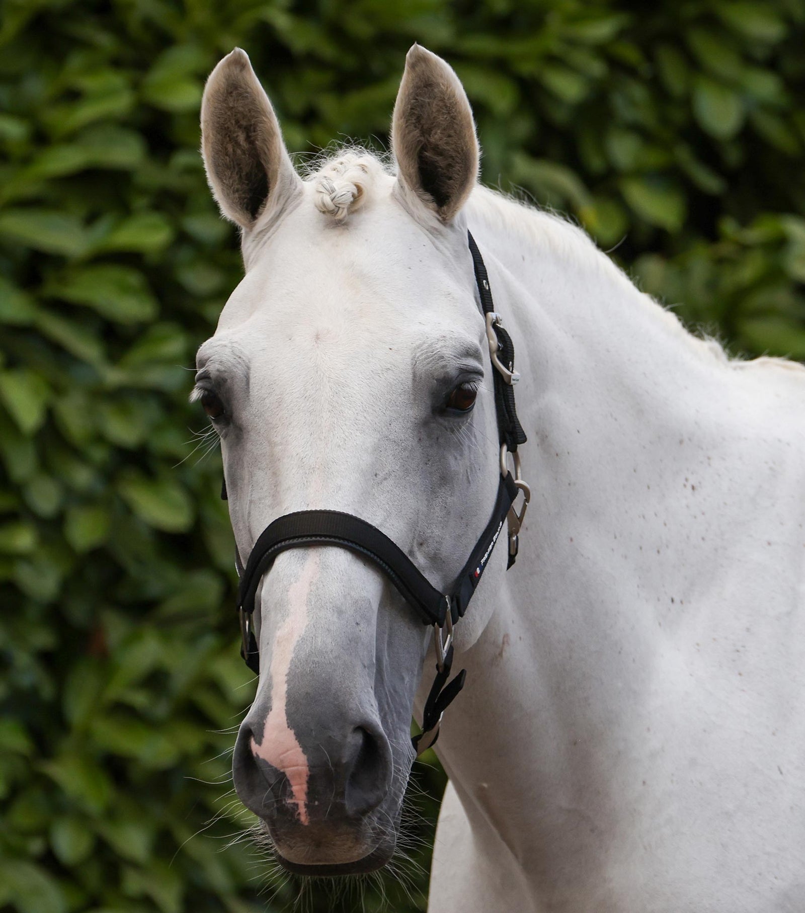 Premier Equine Plain Padded Head Collar with Lead Rope - Nags Essentials