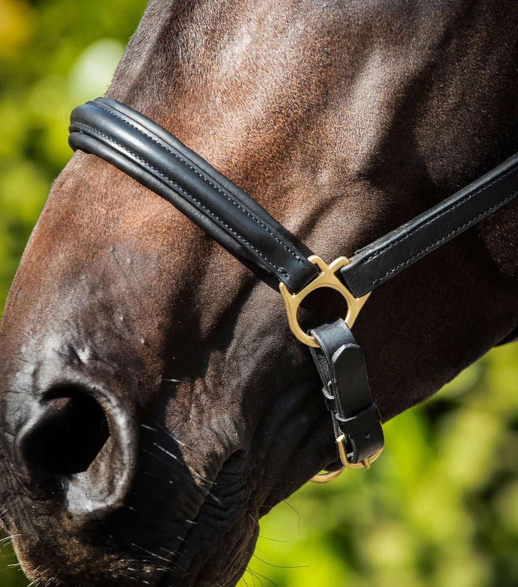Premier Equine Rego Padded Leather Head Collar - Nags Essentials