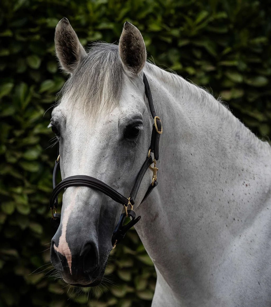 Premier Equine Rego Padded Leather Head Collar - Nags Essentials