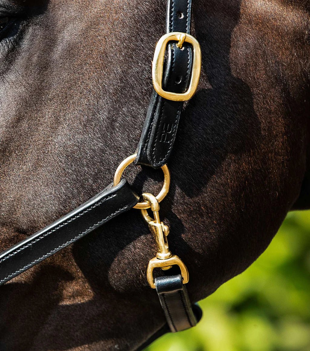 Premier Equine Rego Padded Leather Head Collar - Nags Essentials