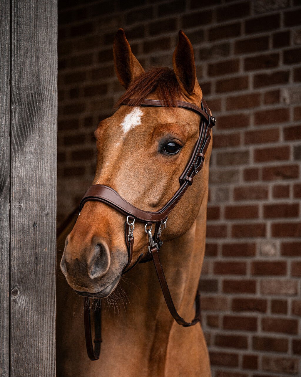 PresTeq FaySport Bitless Bridle - Nags Essentials