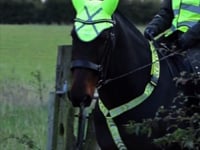 Hi-Vis Vision Horse Breastplate