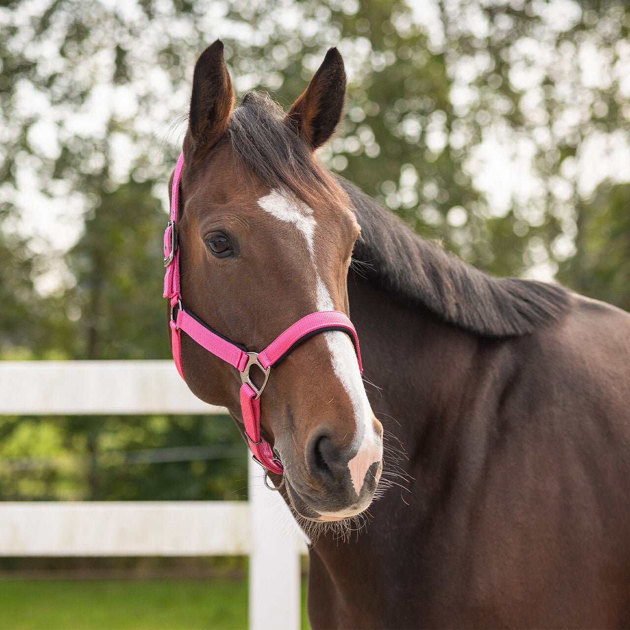 QHP Deluxe Headcollar - Nags Essentials