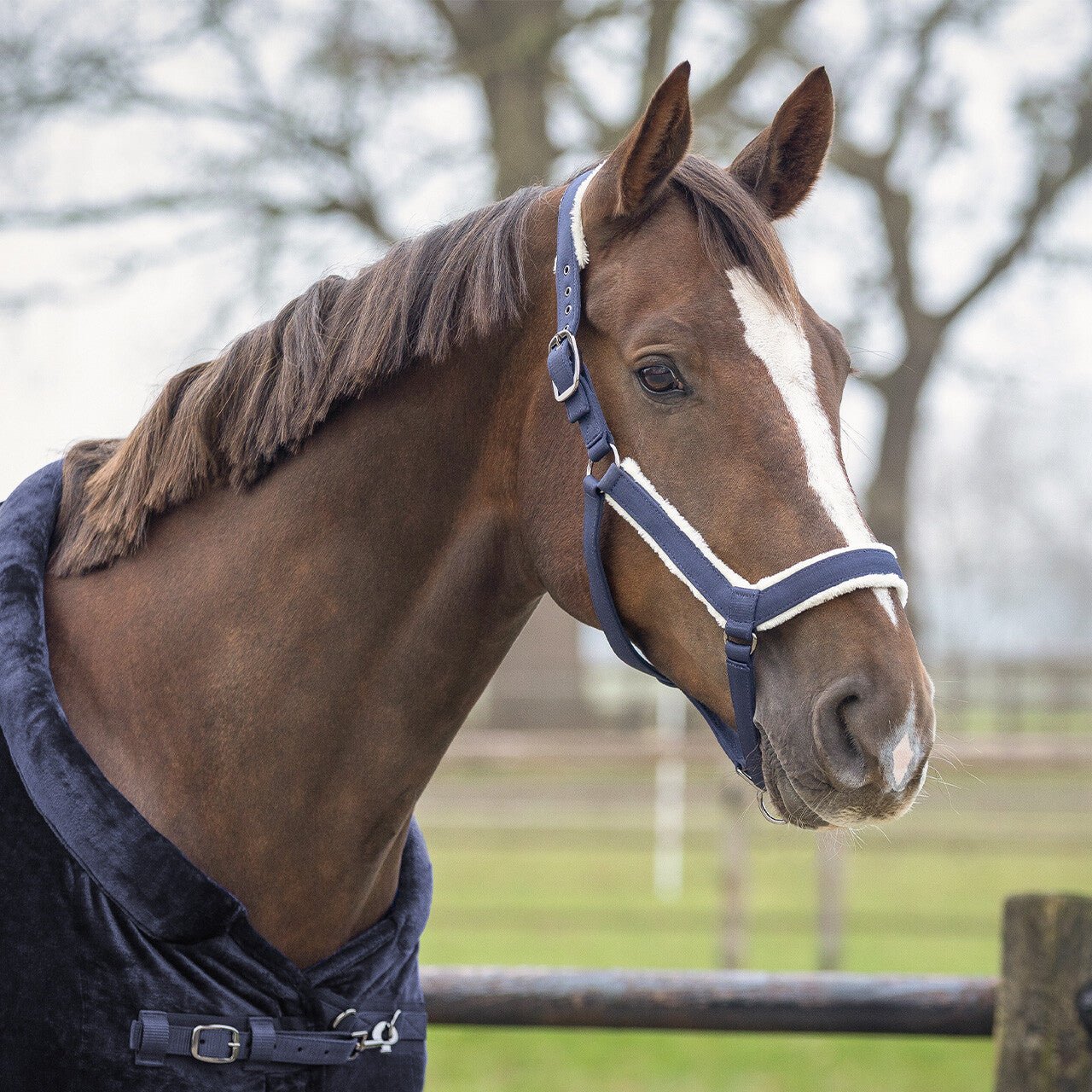 SensiSoft Anatomical Headcollar - Nags Essentials