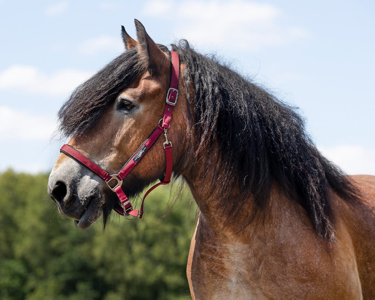 Shire Horse Deluxe Headcollar - Nags Essentials