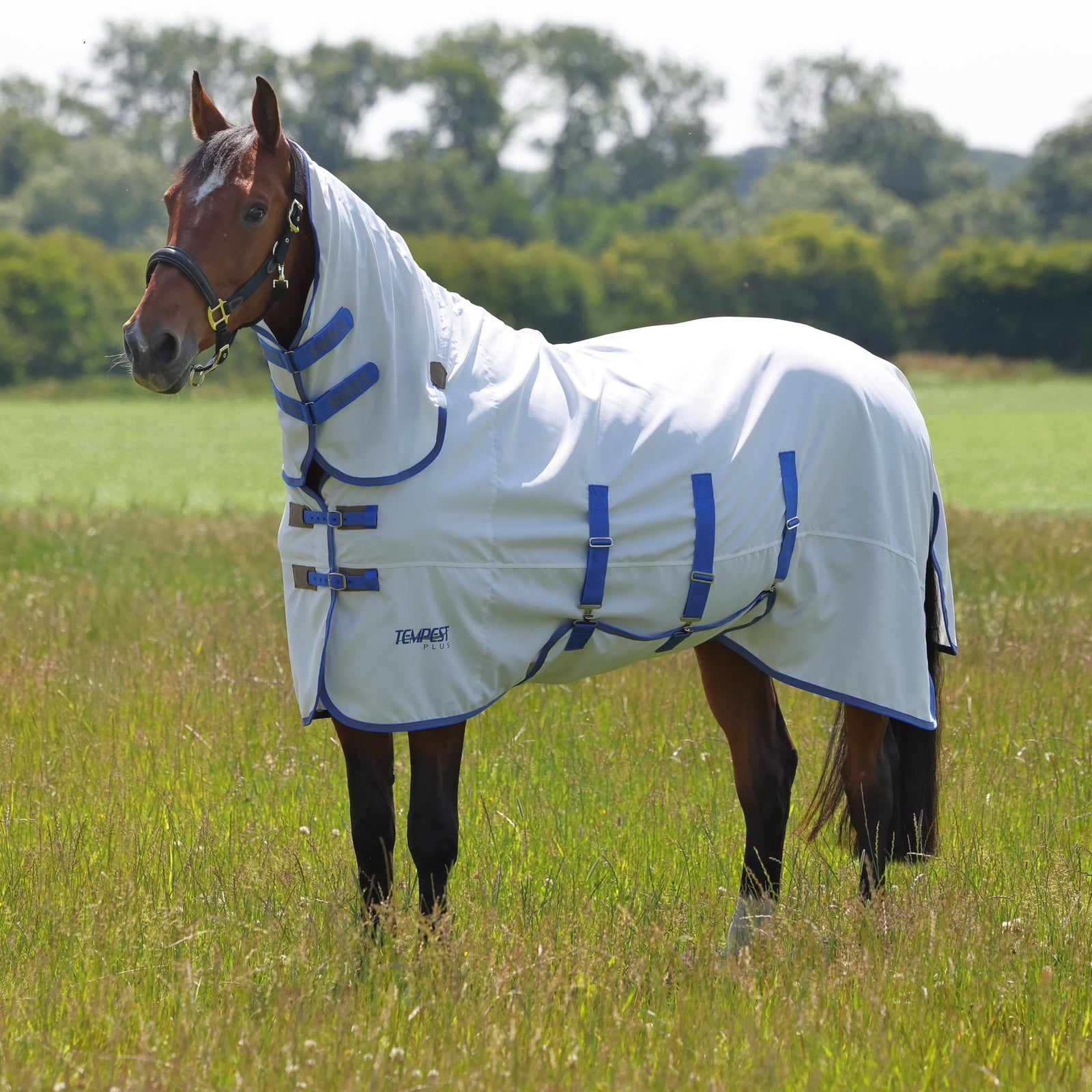 Tempest Plus Sweet - itch Combo Rug - Nags Essentials