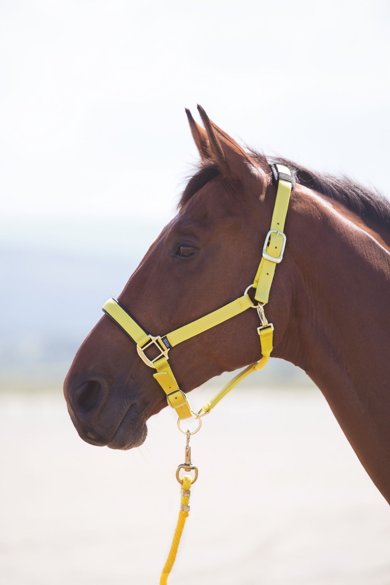 Topaz Nylon Headcollar - Nags Essentials