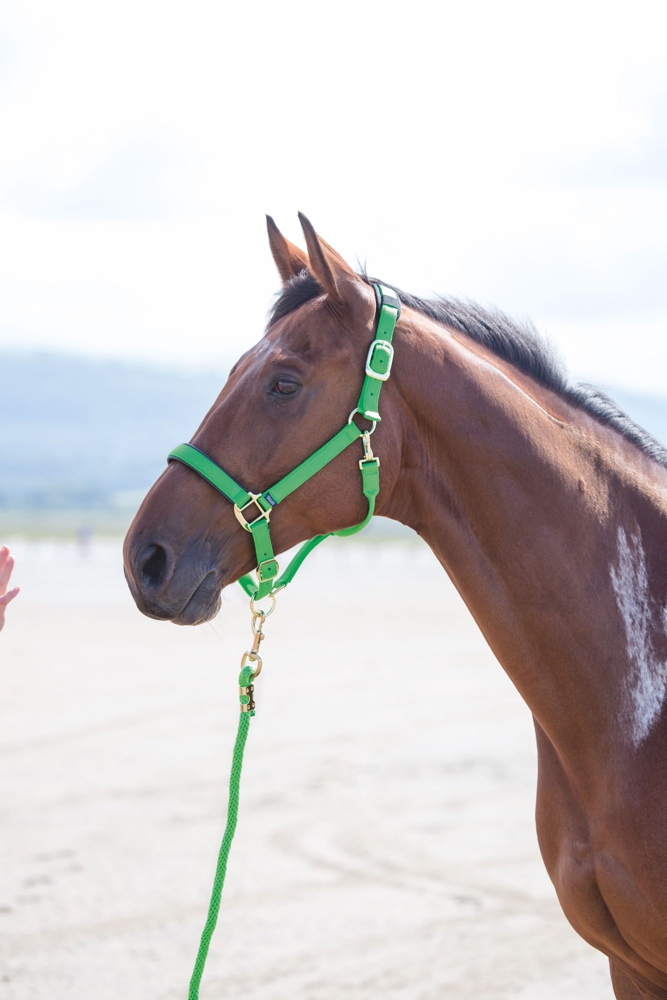 Topaz Nylon Headcollar - Nags Essentials