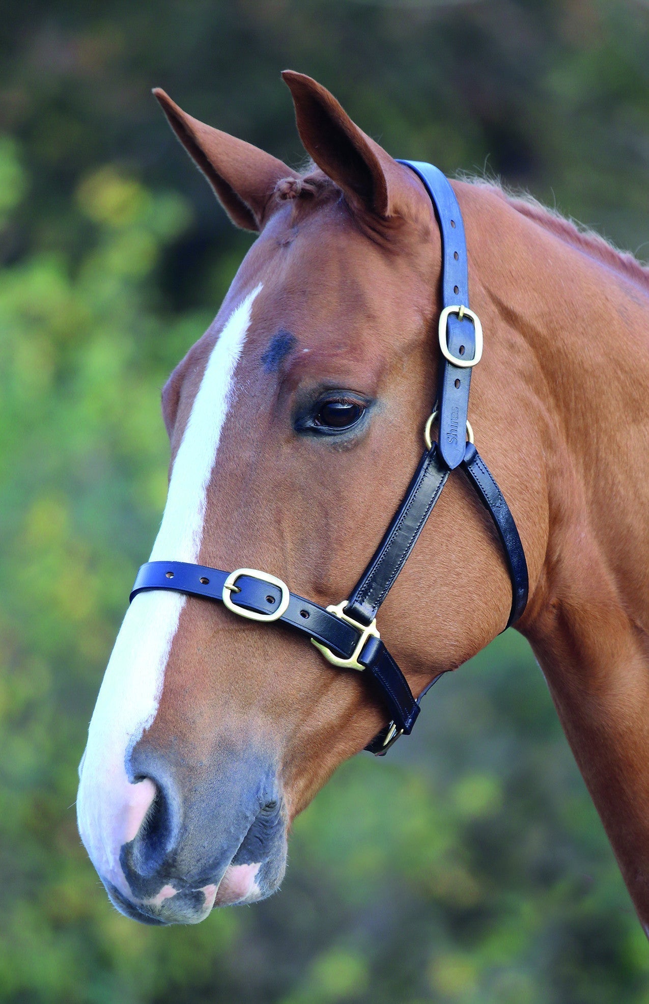 Velociti GARA Fully Adjustable Leather Headcollar - Nags Essentials