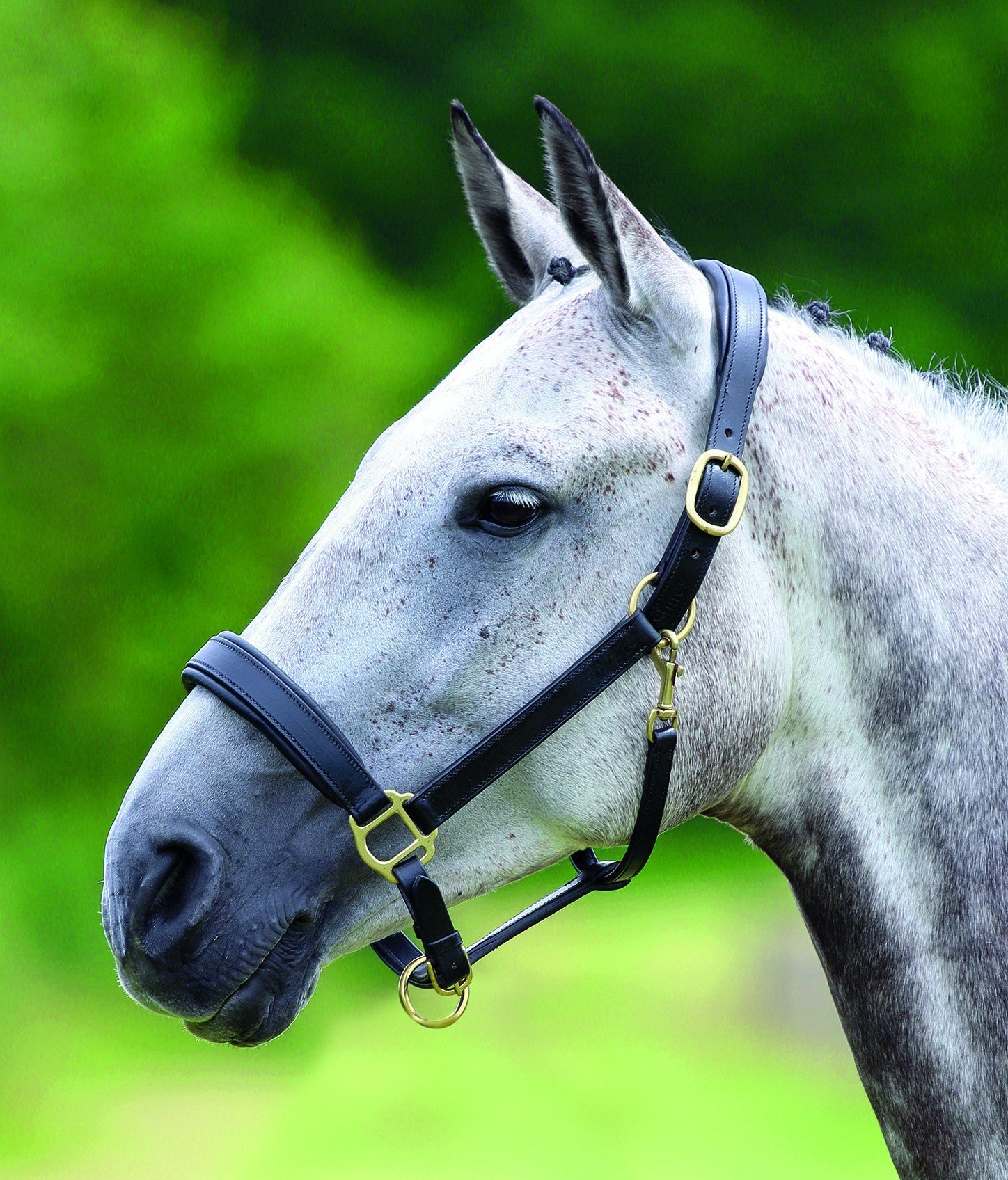 Velociti GARA Leather Travel Headcollar - Nags Essentials