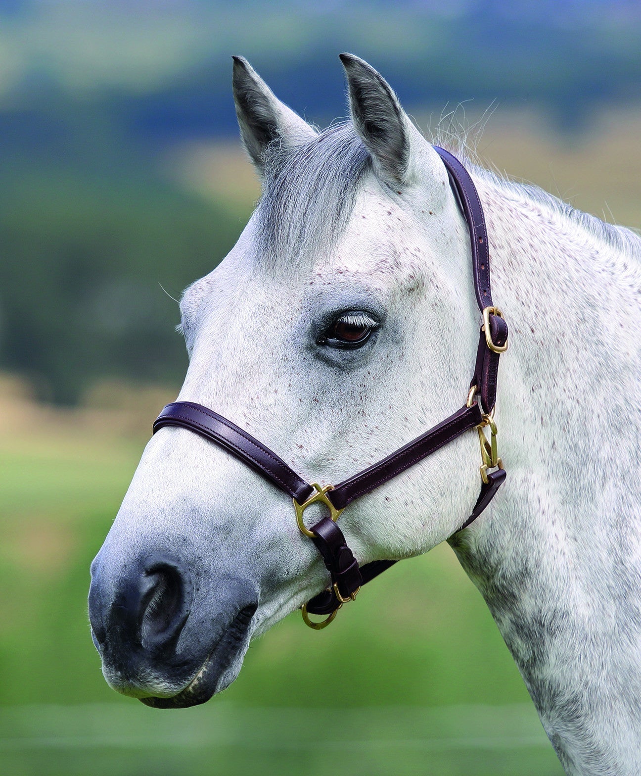 Velociti GARA Ragley Lined Leather Headcollar - Nags Essentials